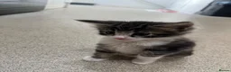 Maine Coon cats for sale: Maine Coon Kittens Looking for Homes 🐾 - Advert 3
