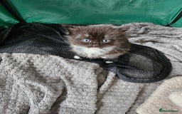 Mixed Breed cats for sale: Ragdoll x scottish fold kittens. Long haired - Image 20