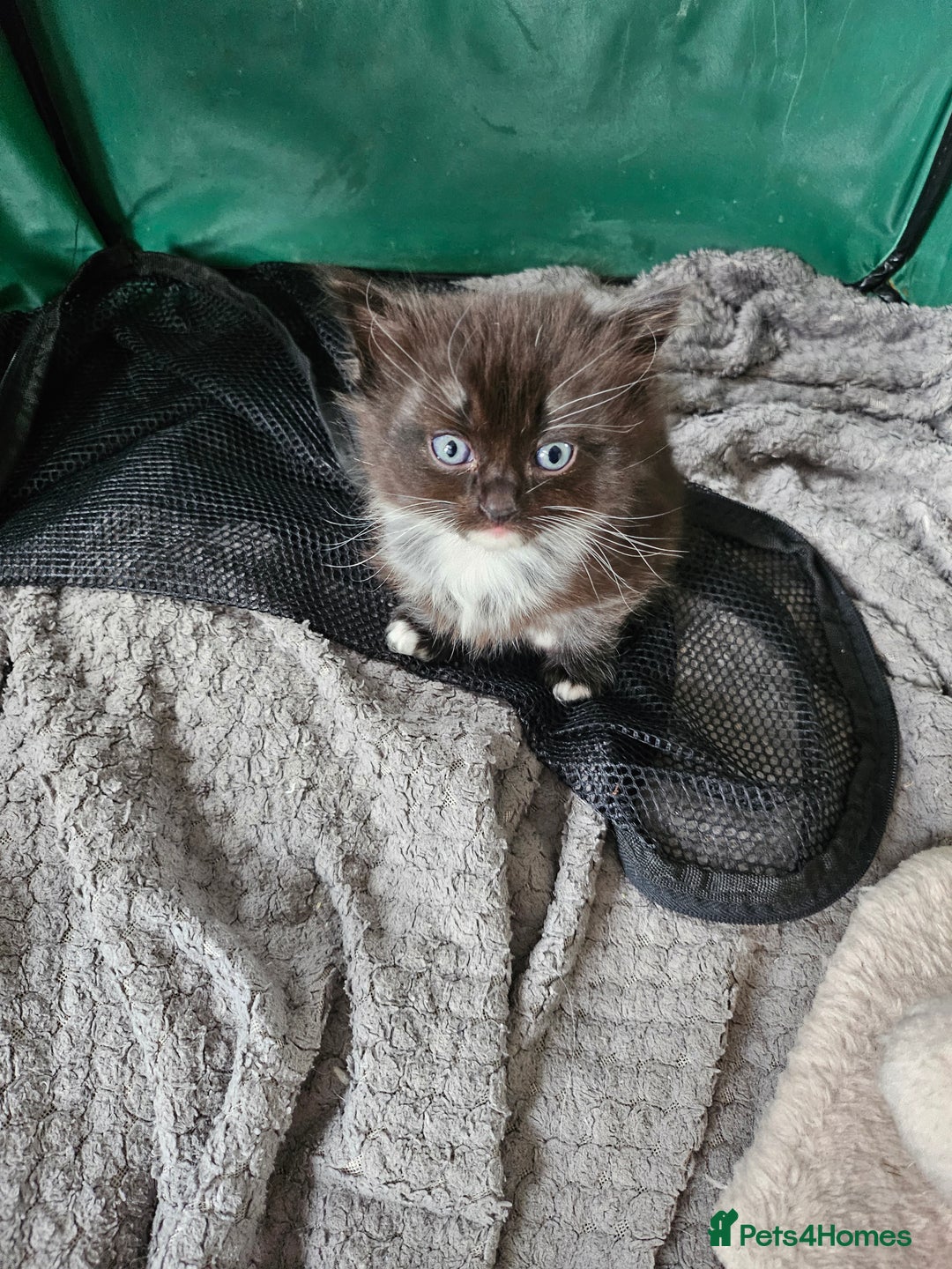 Mixed Breed cats for sale: Ragdoll x scottish fold kittens. Long haired - Image 20