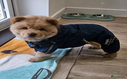 Chow Chow dogs for sale: ONE GIRL LEFT! Adorable Chow Chow Cubs 🐻  - Image 18