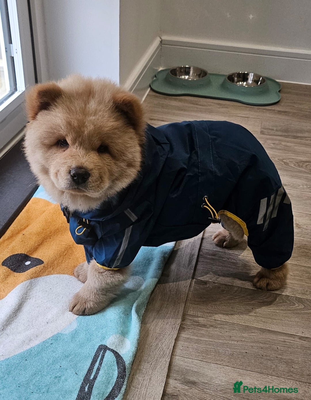 Chow Chow dogs for sale: ONE GIRL LEFT! Adorable Chow Chow Cubs 🐻  - Image 18