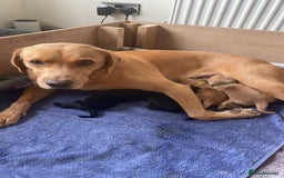Labrador Retriever dogs for sale: KC reg Labrador pups - Image 4