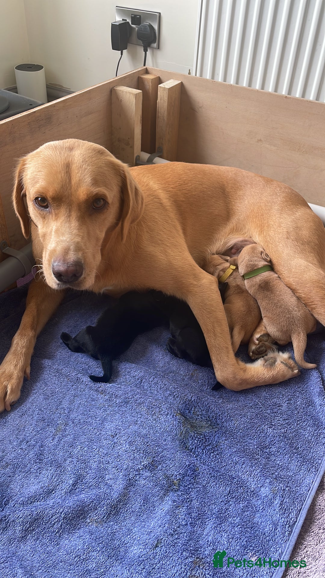 Labrador Retriever dogs for sale: KC reg Labrador pups - Image 4