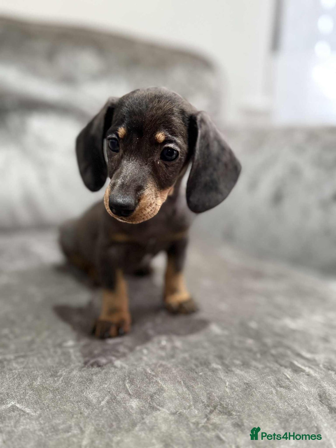 Dachshund dogs for sale: Miniature Dachshunds - Advert 8