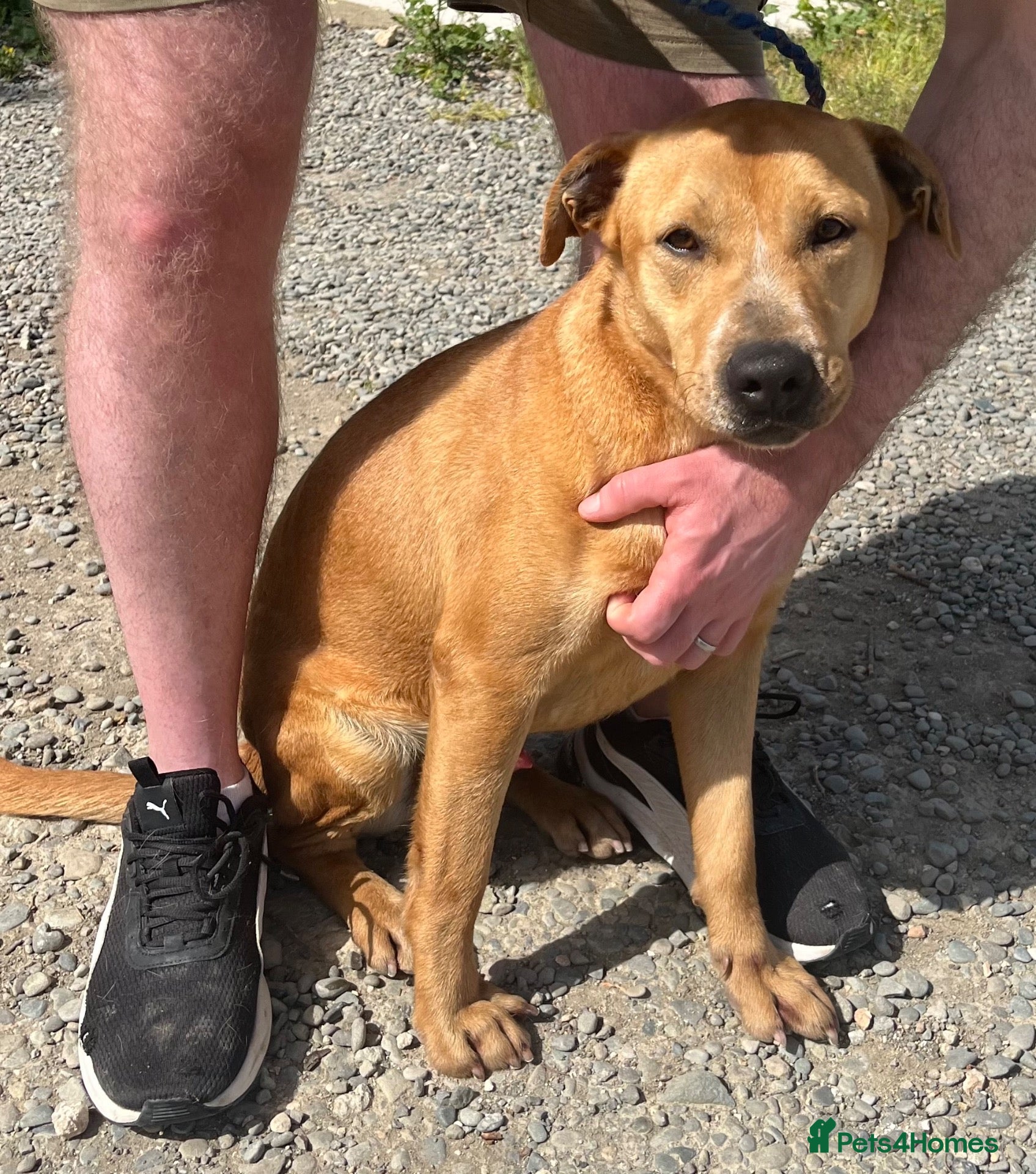 Mixed Breed dogs Loco - happiest boy ready for his forever - Advert 1