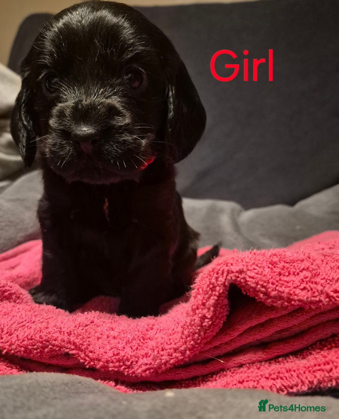 Mixed Breed dogs for sale: Sproker spaniel cross Cavalier King Charles  - Advert 11