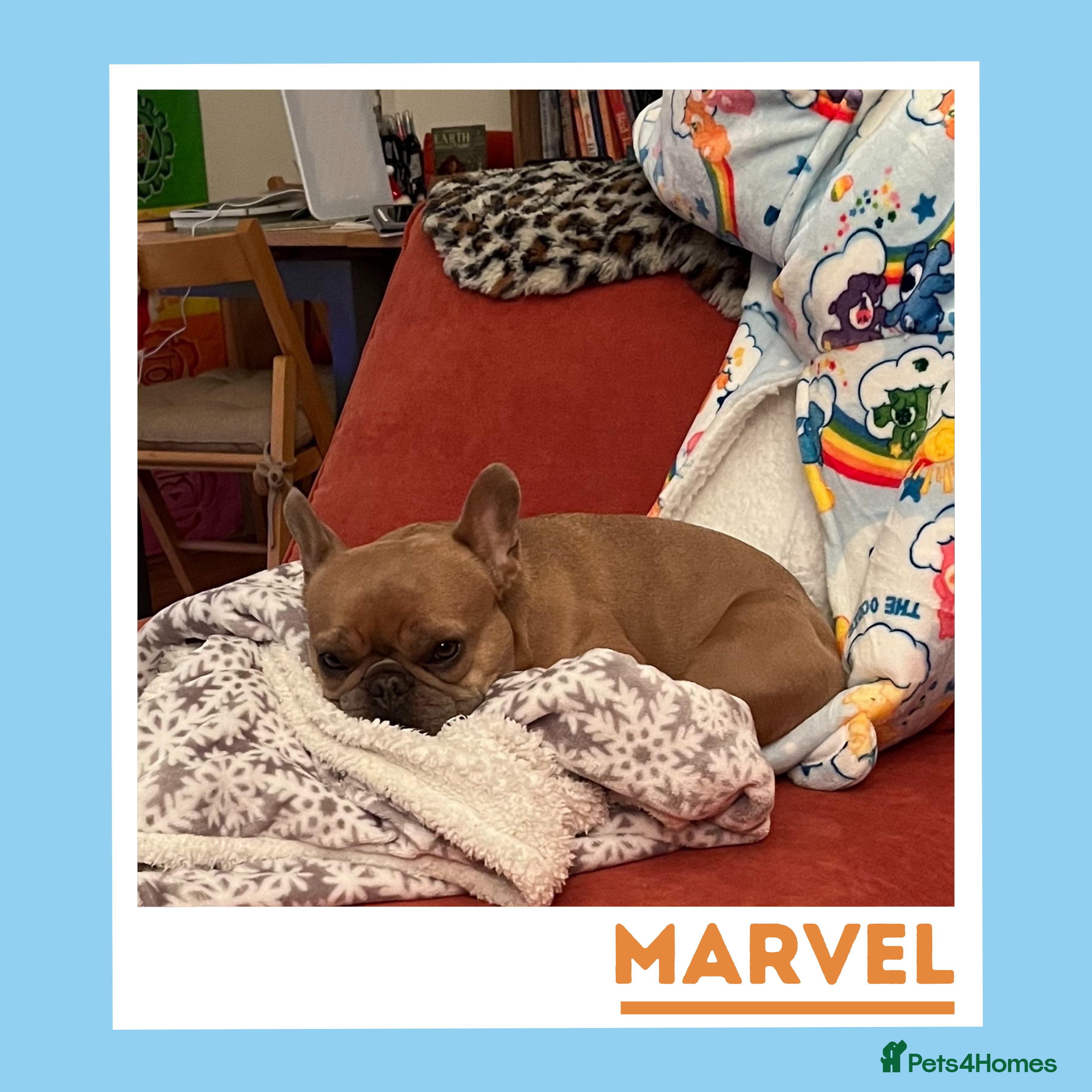 French Bulldog dogs Your Affectionate Adventure Companion - Advert 11