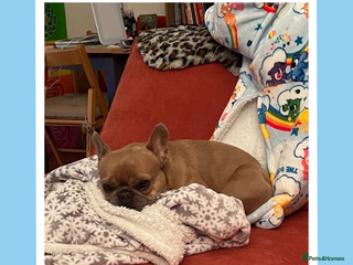 French Bulldog dogs Your Affectionate Adventure Companion - Advert 11