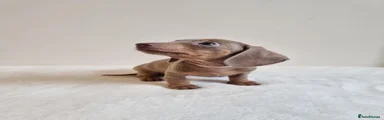 Miniature Dachshund 5