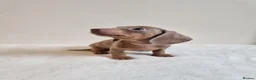 Miniature Dachshund dogs for sale: Beautiful Miniature Dachshund Puppies  - Advert 7
