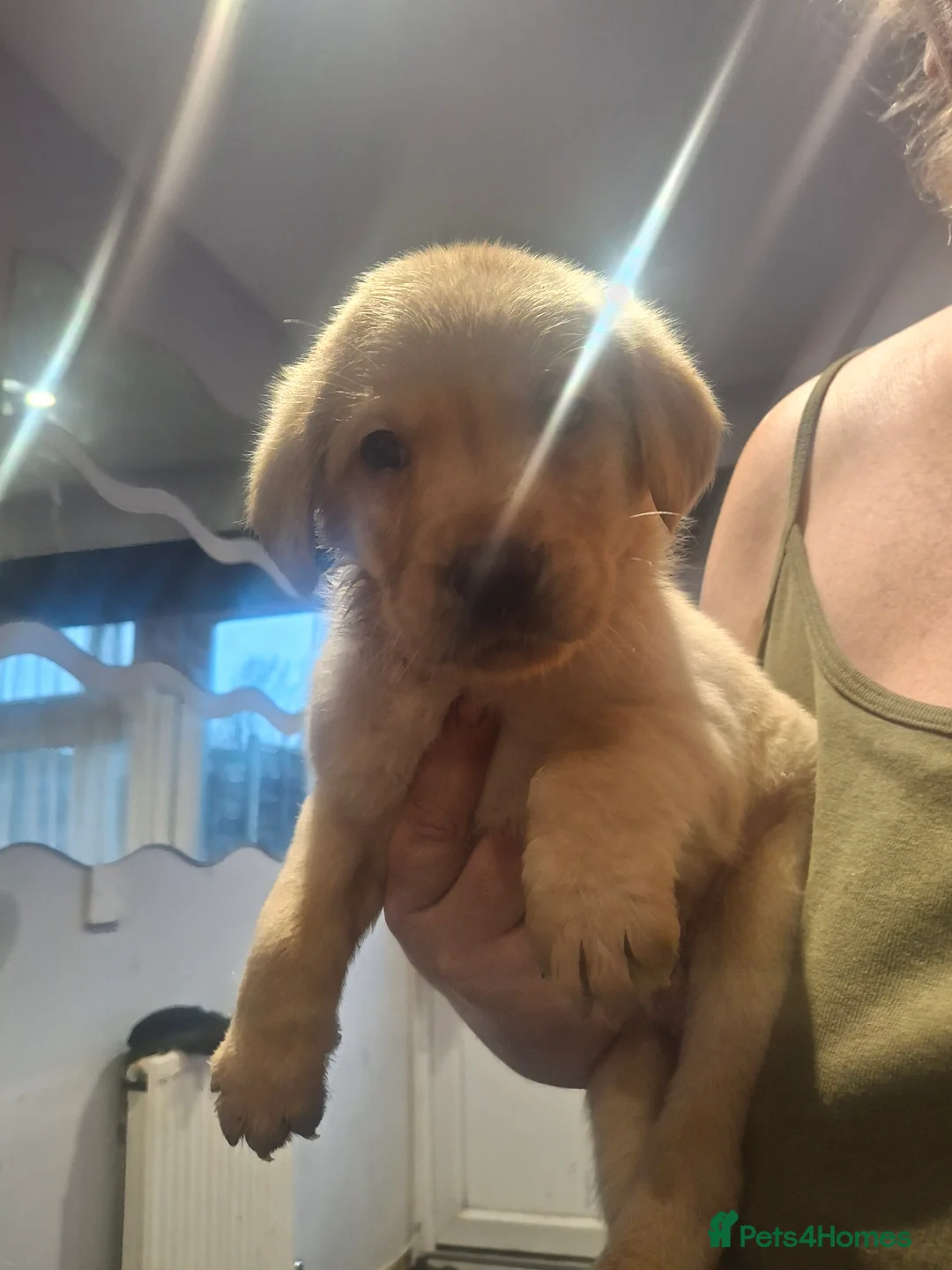Labrador Retriever dogs for sale: 1 boy left  - Advert 3