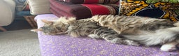 Siberian cats for sale: Pure Siberian Cat To Rehome - Advert 4