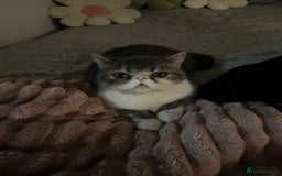 Exotic cats for sale: bella!! friendly grey and white exotic shorthair - Image 14