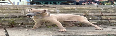 Italian Greyhound Puppy 5