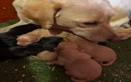 Cockerdor dogs for sale: 🐶Cockerdor Puppies 🐶 - Image 2