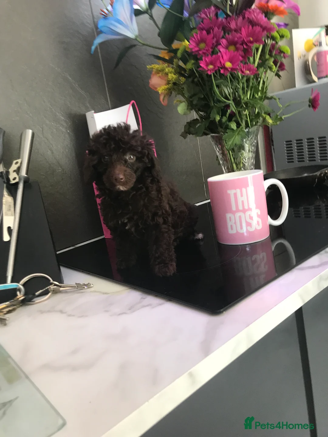Toy Poodle dogs for sale: Perfect Toy poodle WAITING LIST - Advert 11