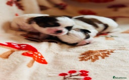 Shih Tzu dogs for sale: Shih tzu puppies - Image 2