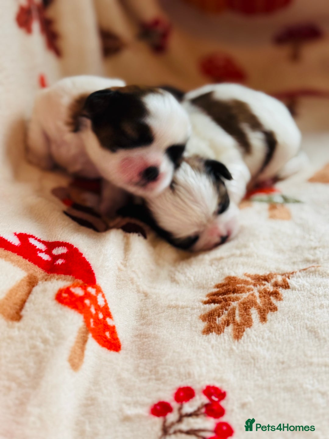 Shih Tzu dogs for sale: Shih tzu puppies - Image 2