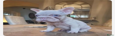 French Bulldog Puppy 4