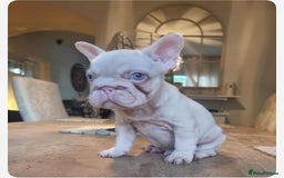 French Bulldog dogs for sale: Beautiful French bulldogs  - Image 3