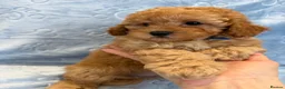 Toy Poodle dogs for sale: Beautiful health tested toy poodles  - Advert 16