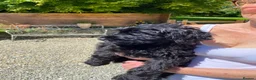 Goldendoodle dogs for sale: RENOWNED THERAPY DOG BREEDER Black Boy Available  - Advert 4