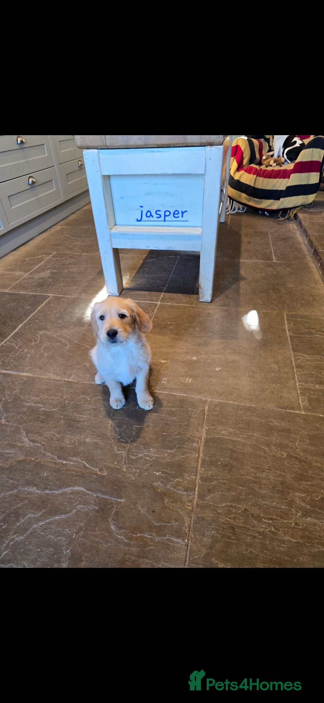 Labradoodle dogs for sale: F1 MINI LABRADOODLES ready to leave 3rd dec  - Advert 29