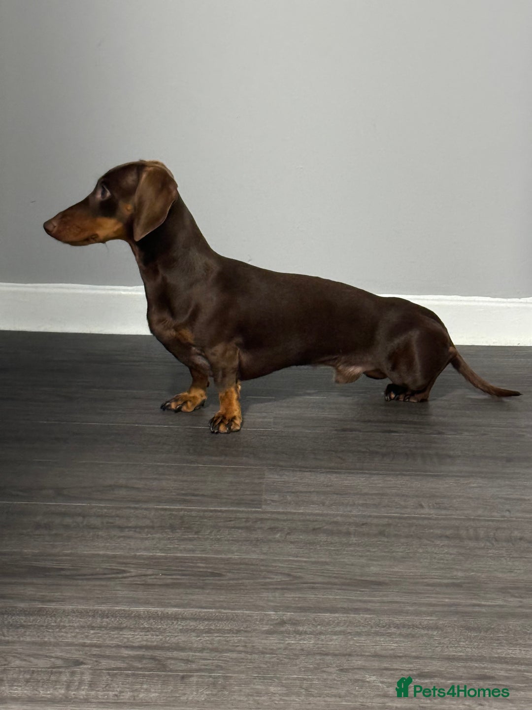 Dachshund dogs for stud: STUD ONLY (not for sale) - Advert 9
