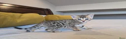 Bengal cats for sale: 🤍🤎🖤 GORGEOUS BENGAL KITTENS 🖤🤎🤍 - Advert 35