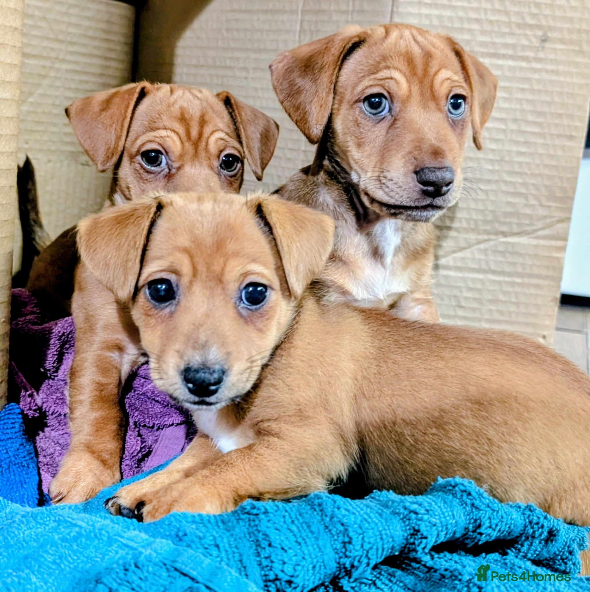 Mixed Breed dogs Gorgeous family puppies to go to a loving home! 💜 - Advert 14