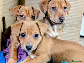 Mixed Breed dogs Gorgeous family puppies to go to a loving home! 💜 - Advert 14