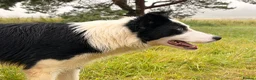 Border Collie dogs for sale: Thistledo Tam in Banff - Advert 4