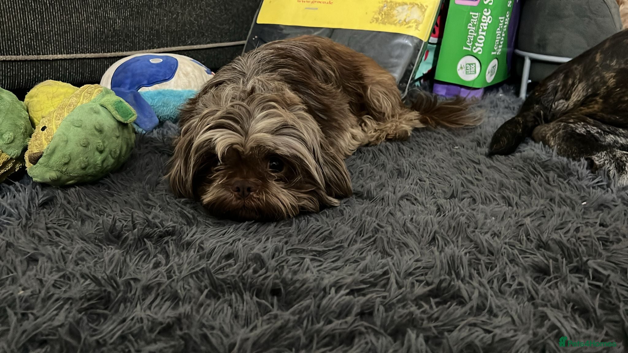 Shih Tzu dogs for sale: Choc Liver Shih Tzu puppies - Advert 25