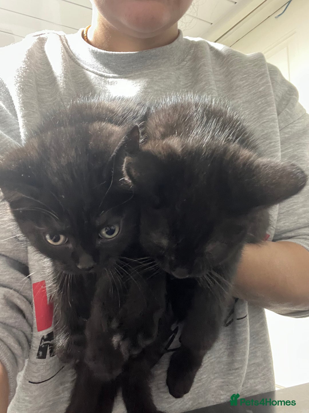 Ragdoll cats for sale: URGENT Ragdoll kittens x1 LAST ONE! 🫶🏽 - Advert 8