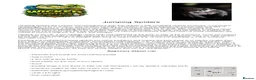 Spiders invertebrates for sale: Jumping Spiders phidippus regius - Advert 2