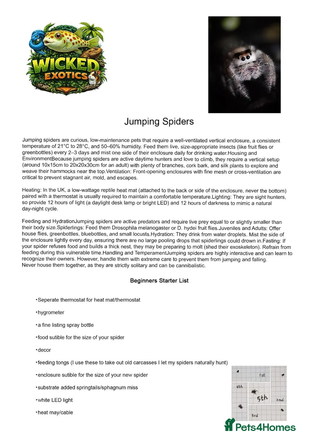 Spiders invertebrates for sale: Jumping Spiders phidippus regius - Advert 2
