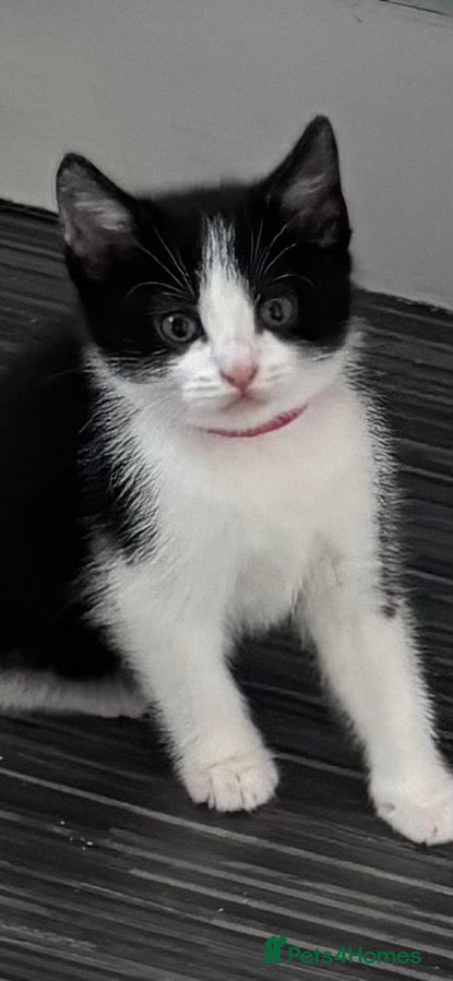Mixed Breed cats 5 gorgeous black and white kittens - Advert 1