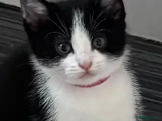 Mixed Breed cats 5 gorgeous black and white kittens - Advert 1
