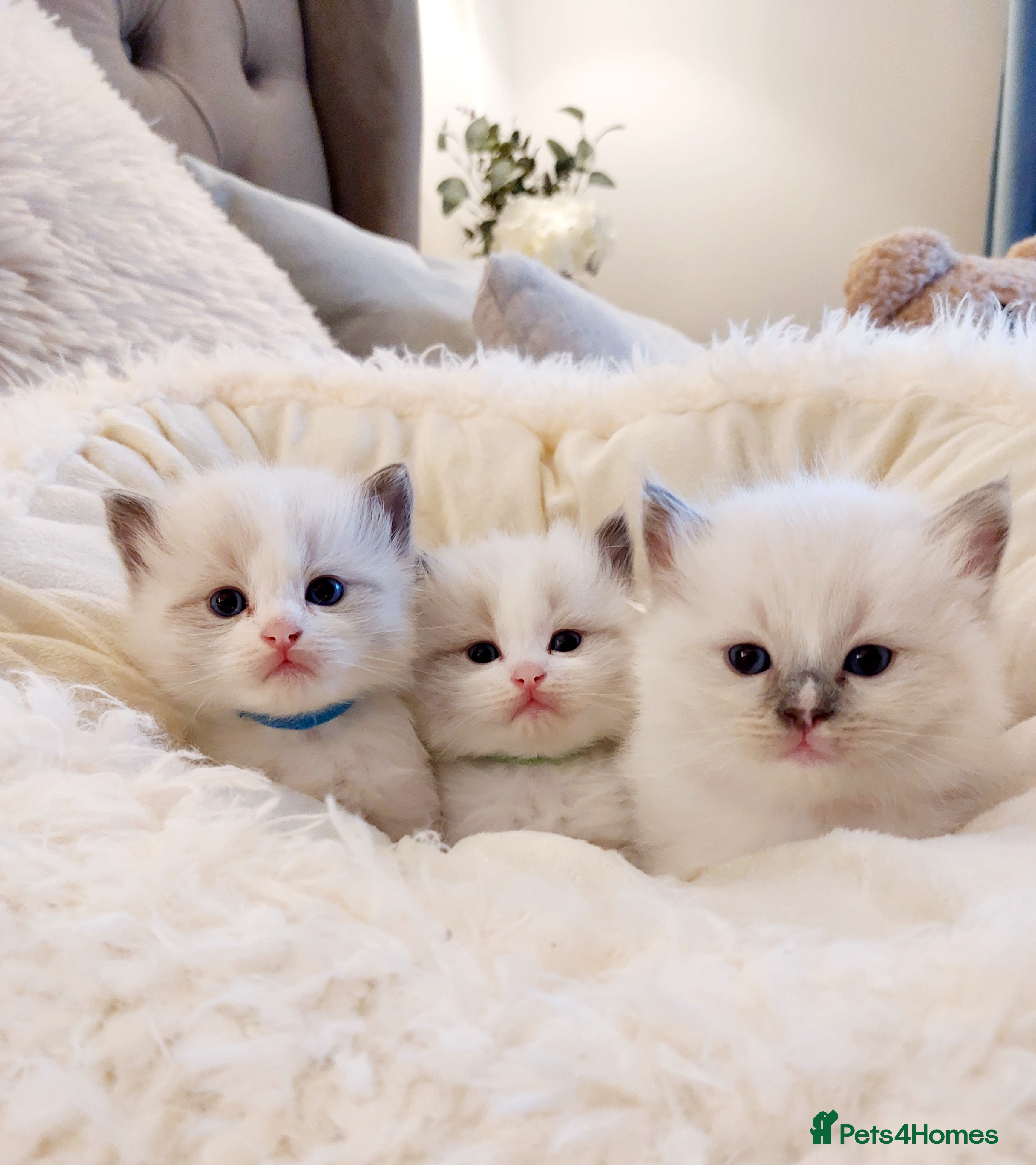 Ragdoll cats Beautiful Purebred Ragdoll Star-Quality Kittens - Advert 14