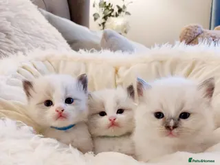 Ragdoll cats Beautiful Purebred Ragdoll Star-Quality Kittens - Advert 16