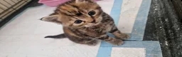 Mixed Breed cats for sale: Beautiful kittens  - Advert 1