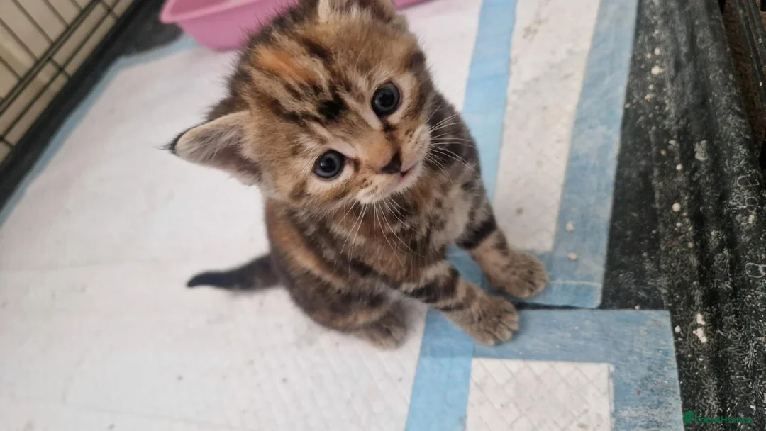 Mixed Breed cats for sale: Beautiful kittens  - Advert 1