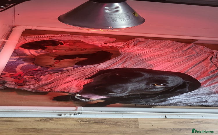 Labrador Retriever dogs - Advert 8