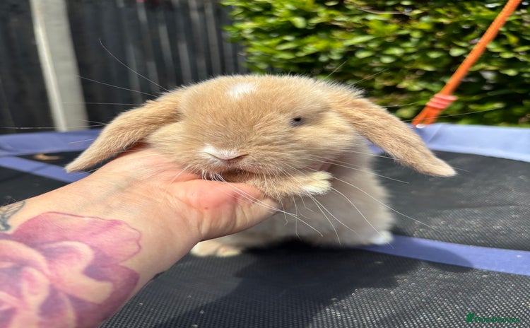 Mini Lop rabbits - Advert 11