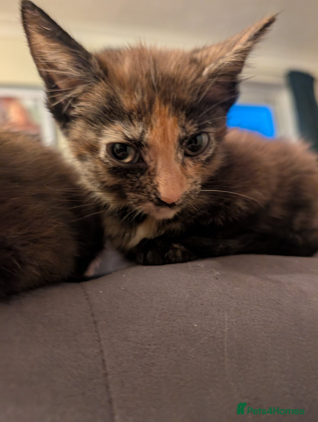 Mixed Breed cats for sale: Cross mainecoon kittens  - Image 5