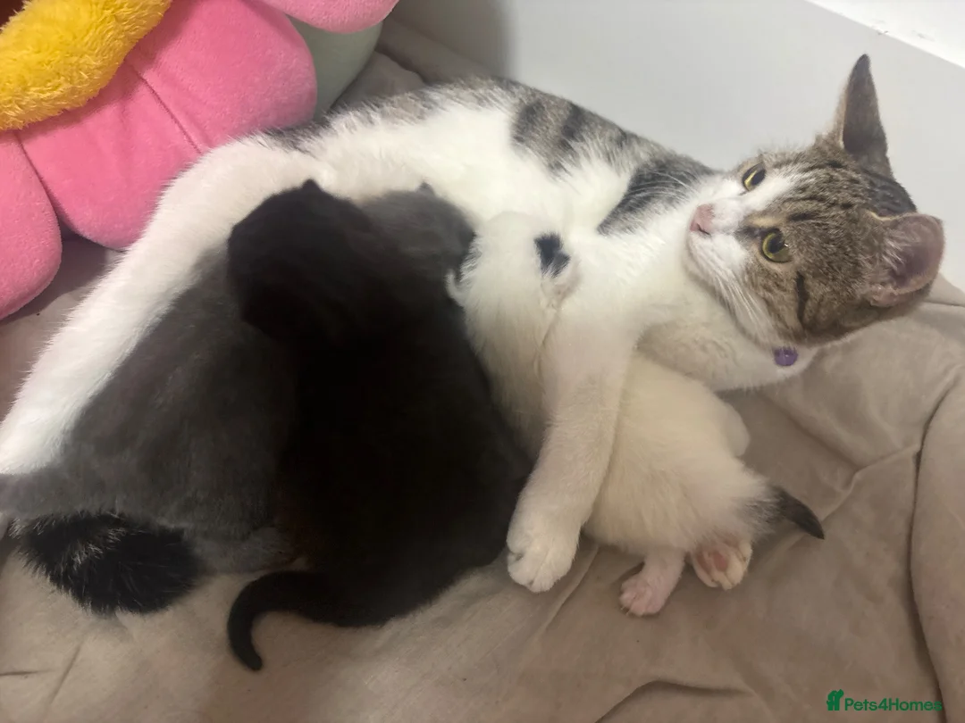 Mixed Breed cats for sale: THREE ADORABLE KITTENS LOOKING FOR LOVING HOMES! in Slough - Advert 1