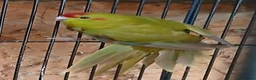Parakeets birds for sale: Kakariki hen Cinnamon kakariki girl  - Advert 2