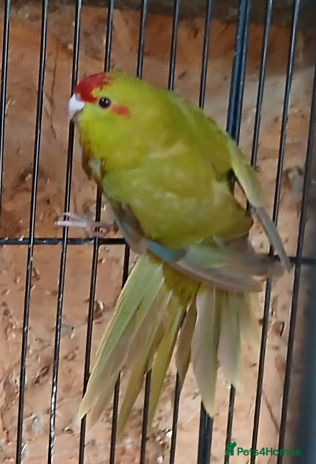 Parakeets birds for sale: Kakariki hen Cinnamon kakariki girl  - Advert 2