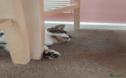 Mixed Breed cats for sale: Lovely bengal x boy for sale. in Plymouth - Image 5
