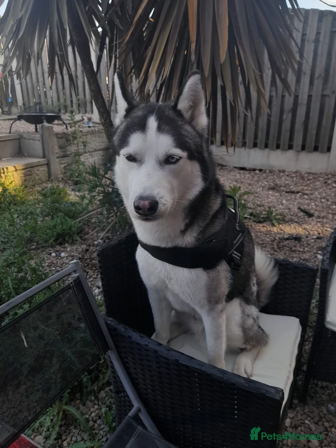 Siberian Husky dogs for stud: BLUE EYED HUSKY FOR STUD in Doncaster - Advert 3